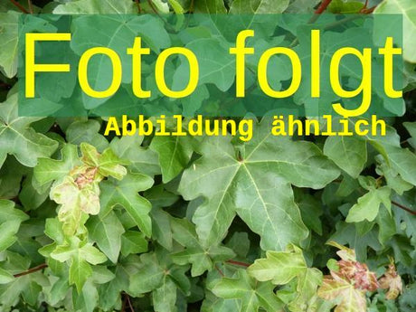 Genaues Foto für Acer campestre 'Huibers Elegant' folgt; dieses ähnliche Bild dient der Illustration von Feldahorn