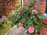 Rosa 'Marie Curie' BT; in Einzelansicht; gesund; Einsatzmöglichkeit z.B. : Gruppenpflanzung;;mit zeitnaher Lieferung