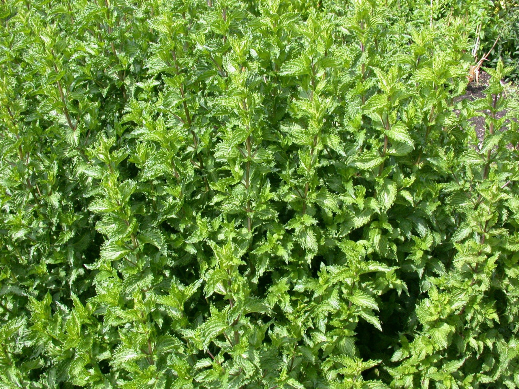 Mentha spicata 'Crispa' (Krause Garten-Minze)