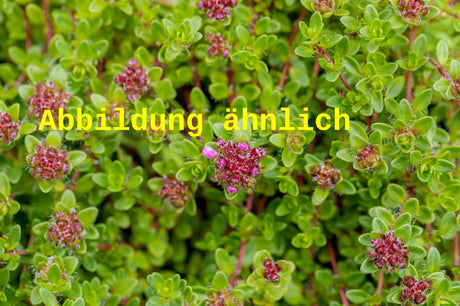 Genaues Foto für Thymus serpyllum 'Atropurpureus' folgt; dieses ähnliche Bild dient der Illustration von Garten-Thymian