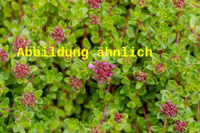 Genaues Foto für Thymus serpyllum 'Atropurpureus' folgt; dieses ähnliche Bild dient der Illustration von Garten-Thymian