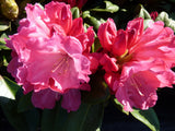 Yaku-Rhododendron 'Morgenrot'; blühfreudig; erhältlich von 30-40 bis 70-80 cm;;hier kaufen