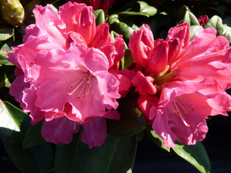 Yaku-Rhododendron 'Morgenrot'; blühfreudig; erhältlich von 30-40 bis 70-80 cm;;hier kaufen