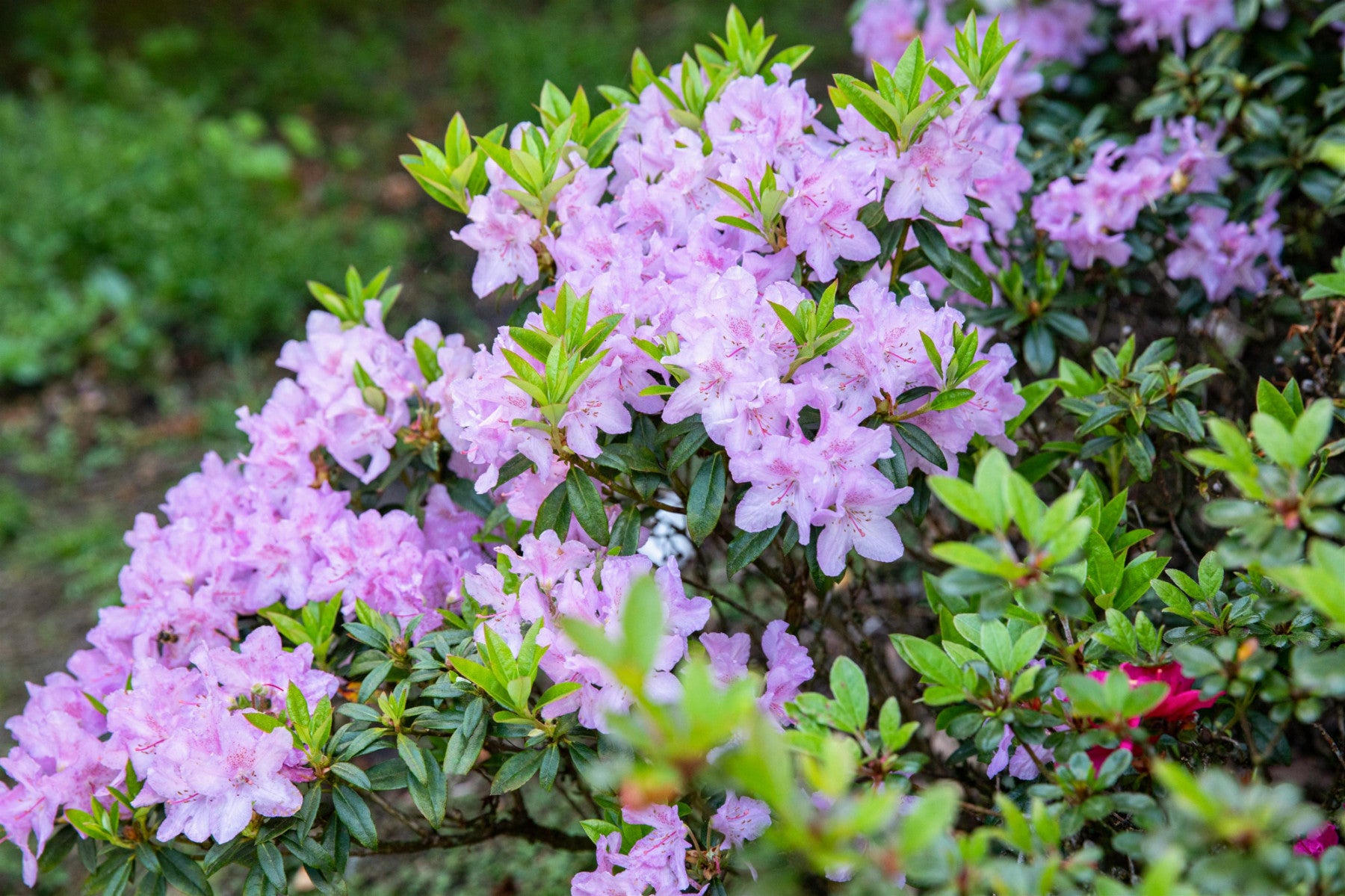 Rhododendron obt. 'Blue Danube' (Japanische Azalee 'Blue Danube')
