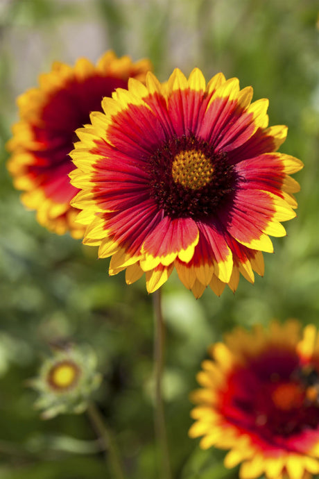 jahreszeitbedingt sehen Pflanzen unterschiedlich aus.