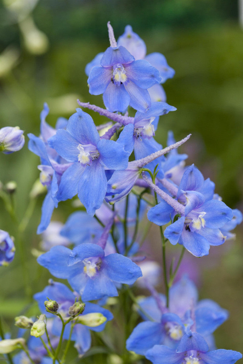 Delphinium x bellad. 'Piccolo' (Verzweigter Garten-Rittersporn)