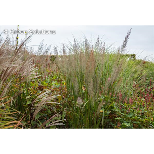 Calamagrostis brachytricha (Diamant-Reitgras)