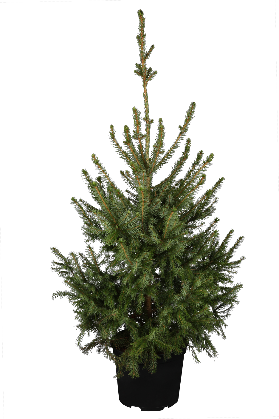 Picea omorika (Serbische Fichte)