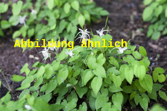 Genaues Foto für Epimedium grandiflorum, weiß folgt; dieses ähnliche Bild dient der Illustration von Großblütige Garten-Elfenblume