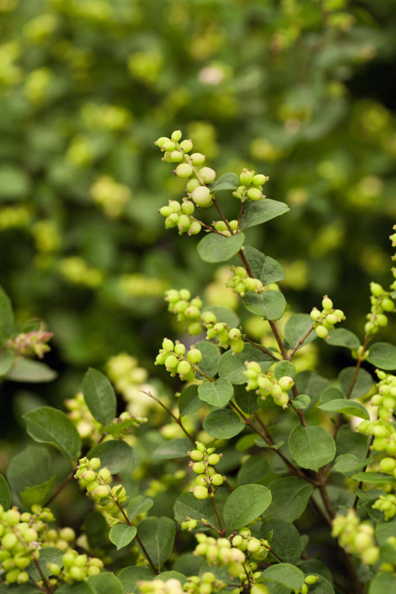 Symphoricarpos doorenbosii 'White Hedge' (Weiße Schneebeere)