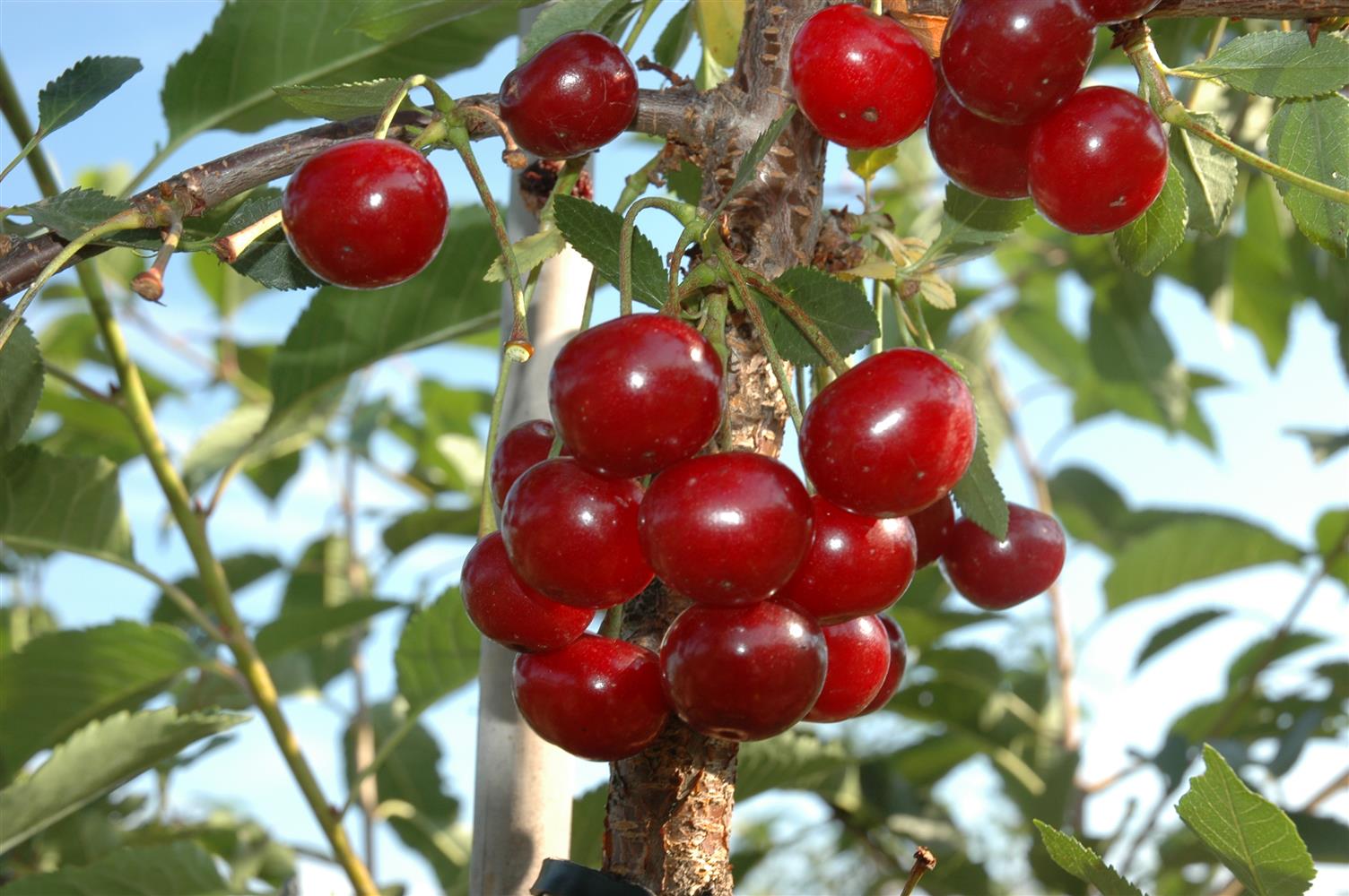Prunus cer. 'Morina' (Sauerkirsche 'Morina' -S- 6. KW)