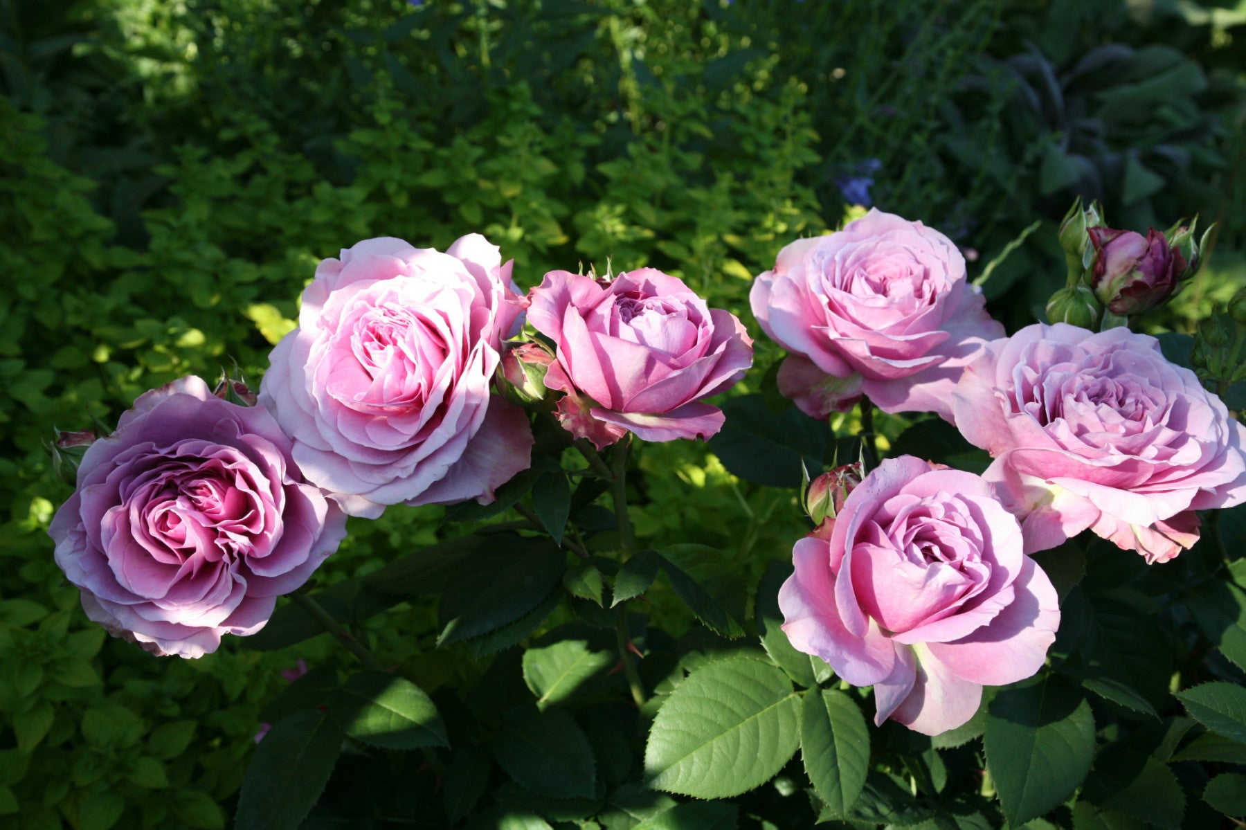 Rosa 'Lavender Ice' Z (Zwergrose 'Lavender Ice')