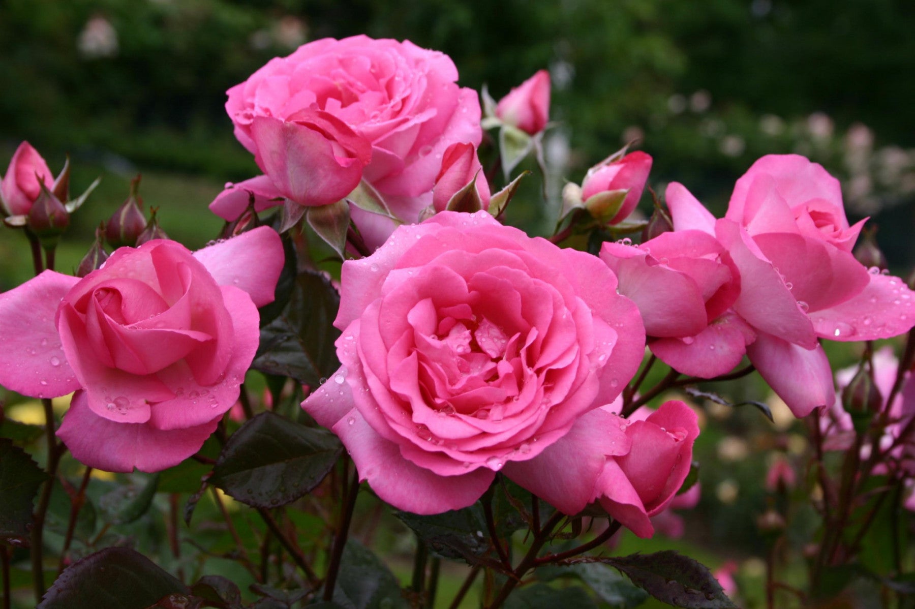 Rosa 'Eliza' TH (Edelrose 'Eliza' -R- ADR-Rose)