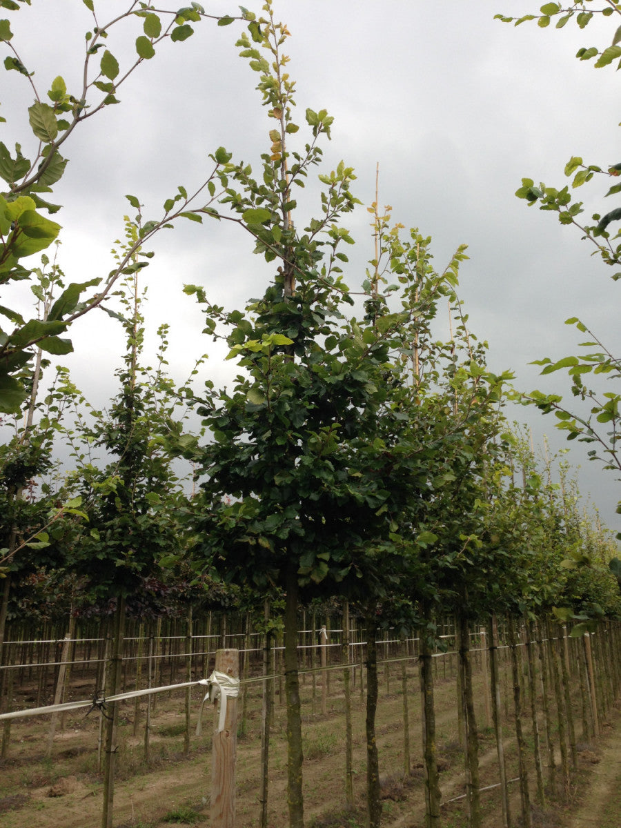 Rotbuche; langlebig; erhältlich von 50-80 bis 450-650 cm;;hier kaufen
