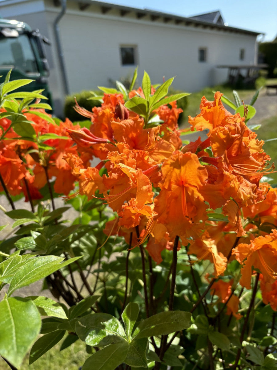 Rhododendron lut. 'Gibraltar' (Sommergrüne Azalee 'Gibraltar')