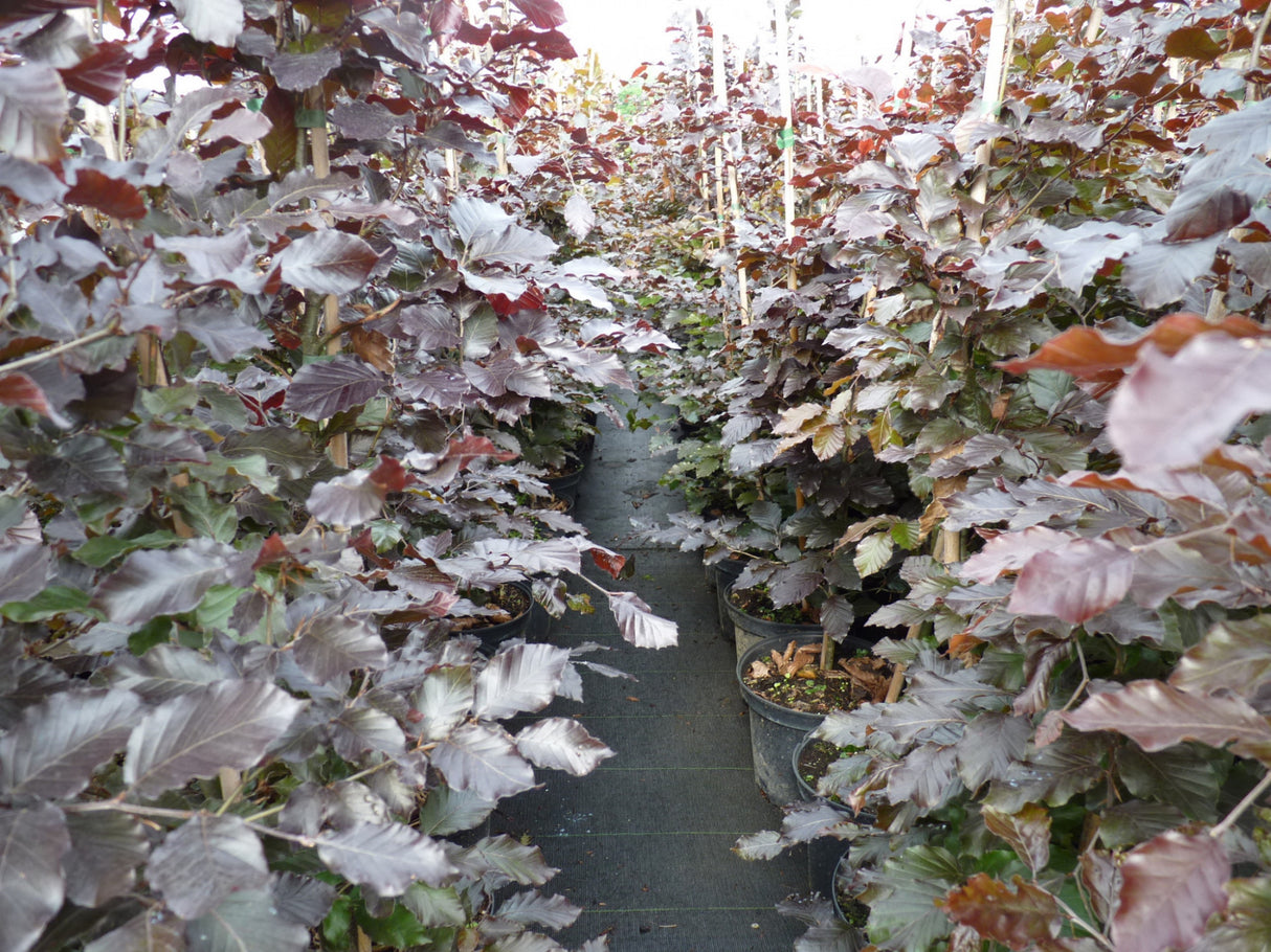 Blutbuche-Sämling; als Pflanze im Beet; nahrungsquelle für Vögel; Einsatzmöglichkeit z.B. : Heckenpflanze; erhältlich von 80-100 bis 175-200 cm;;hier kaufen