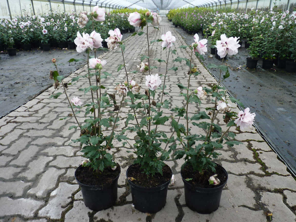 Hibiskus syriacus 'Leopoldii'; hier im Topf; winterhart; Einsatzmöglichkeit z.B. : Solitärpflanze;;günstig mit Qualität