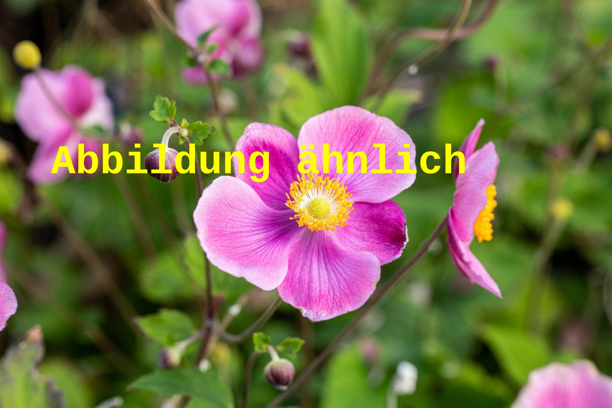 Genaues Foto für Anemone hupehensis 'Hadspen Abundance' folgt; dieses ähnliche Bild dient der Illustration von Garten-Herbst-Anemone