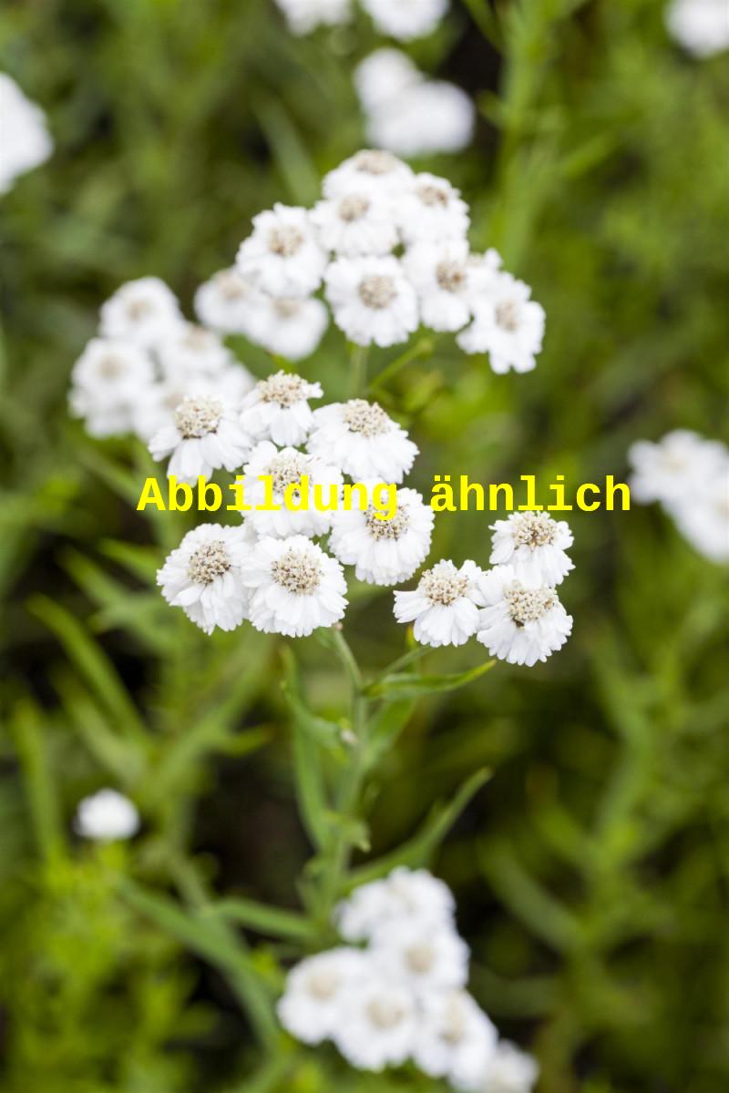 Achillea ptarmica 'Ballerina' (Garten-Bertrams-Garbe)