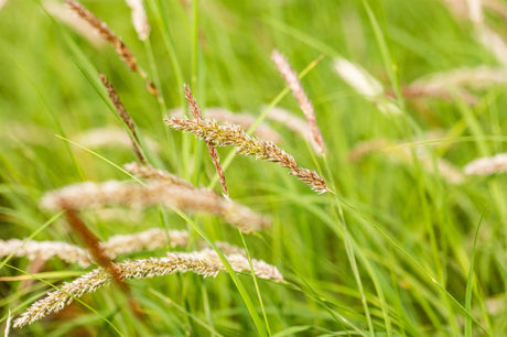 jahreszeitbedingt sehen Pflanzen unterschiedlich aus.