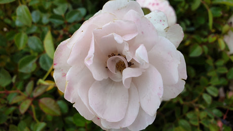 Bodend. Rose 'Diamant' ADR-Rose; hier mit Blüte; duftend; Einsatzmöglichkeit z.B. : Einzelstellung; erhältlich als: Stämmchen;;hier kaufen