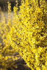 Forsythie 'Goldrausch'; hier mit Blüte; pflegeleicht; Einsatzmöglichkeit z.B. : Heckenpflanze; erhältlich von 40-60 bis 60-100 cm;;hier kaufen