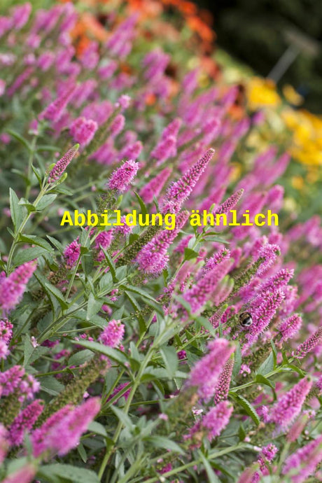 Genaues Foto für Veronica longifolia 'Pink Damask' folgt; dieses ähnliche Bild dient der Illustration von Langblättriger Garten-Ehrenpreis