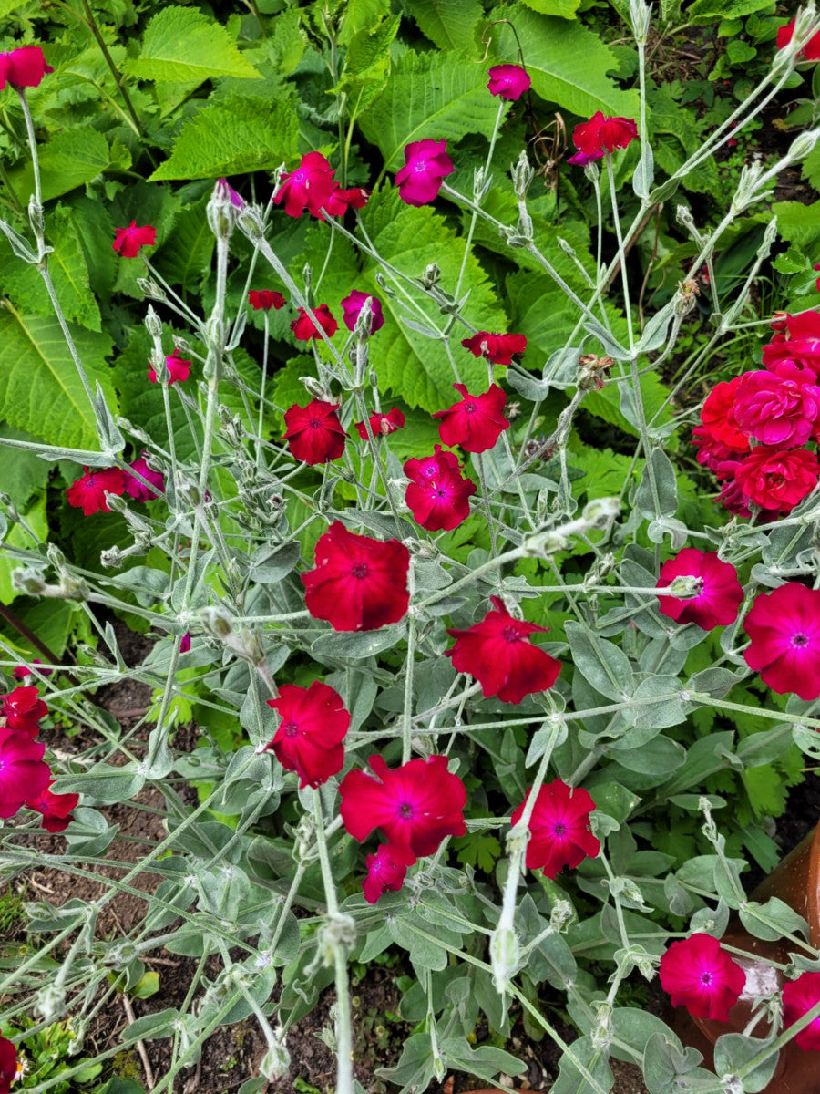 Lychnis coronaria (Vexiernelke)