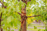 Cinnamon Maple; dekorativ;;Pflanzen vom Profi