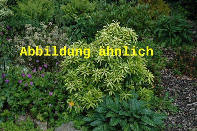 Genaues Foto für Pieris japonica 'Stöckmann' folgt; dieses ähnliche Bild dient der Illustration von Schattenglöckchen 'Stöckmann'