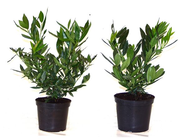 Prunus laurocerasus 'Otto Luyken'; hier im Topf; immergrün; Einsatzmöglichkeit z.B. : Kübelpflanze;;ab 14,55 Euro