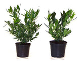 Prunus laurocerasus 'Otto Luyken'; hier im Topf; immergrün; Einsatzmöglichkeit z.B. : Kübelpflanze;;ab 14,55 Euro
