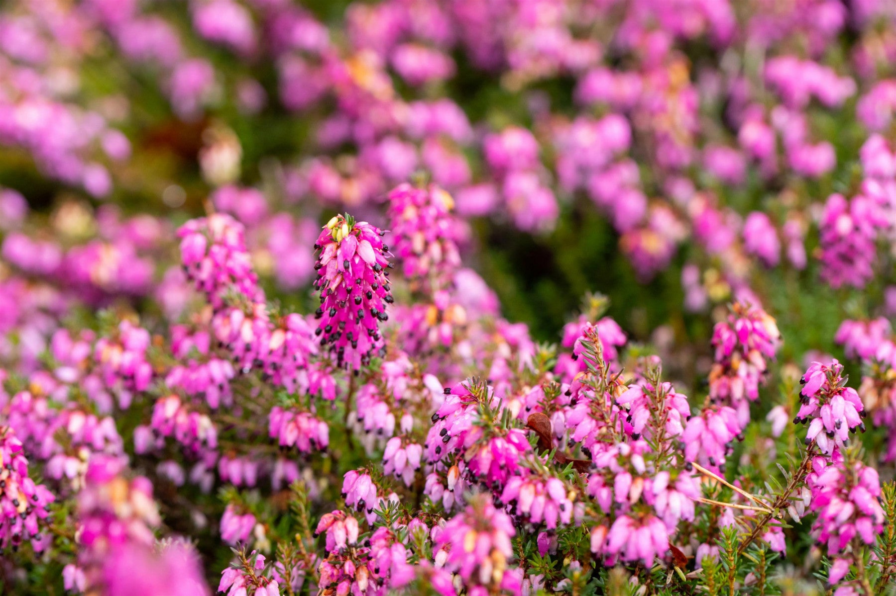 Erica carnea 'Lohses Rubin' (Echte Heide 'Lohses Rubin')