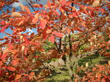 Amelanchier lamarckii; hier mit Herbstlaub; anspruchslos; Einsatzmöglichkeit z.B. : anspruchslose Pflanze;;ab 5,95 Euro