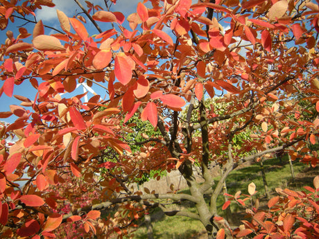 Amelanchier lamarckii; hier mit Herbstlaub; anspruchslos; Einsatzmöglichkeit z.B. : anspruchslose Pflanze;;ab 5,95 Euro