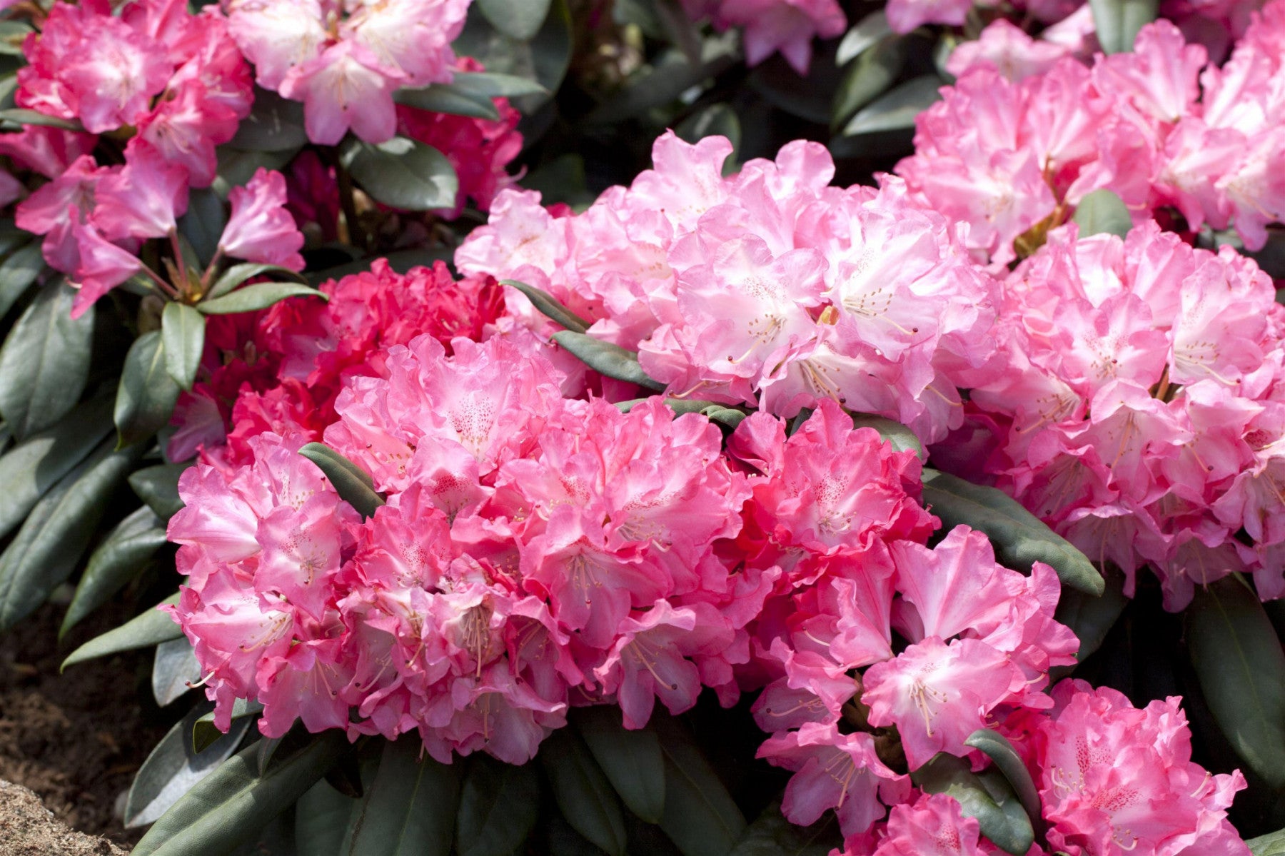 Rhododendron yak. 'Anuschka' (Yaku-Rhododendron 'Anuschka')