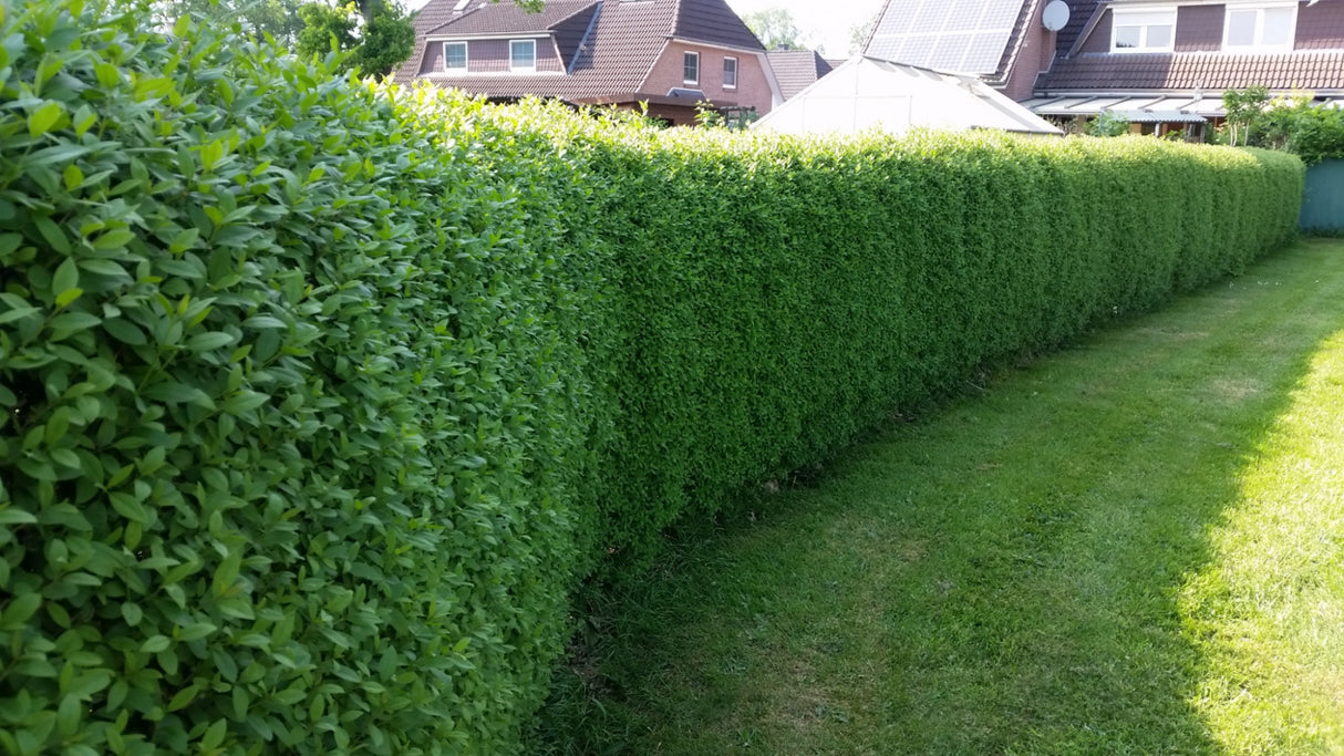Gewöhnlicher Liguster; als Hecke; bietet Vögeln Nistplatz;;günstig mit Qualität