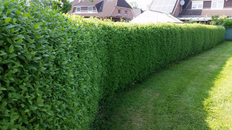Gewöhnlicher Liguster; als Hecke; bietet Vögeln Nistplatz;;günstig mit Qualität
