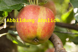 Genaues Foto für Malus 'Schöner von Nordhausen' folgt; dieses ähnliche Bild dient der Illustration von Apfel 'Schöner von Nordhausen' spät