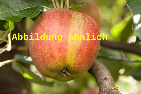 Genaues Foto für Malus 'Schöner von Nordhausen' folgt; dieses ähnliche Bild dient der Illustration von Apfel 'Schöner von Nordhausen' spät