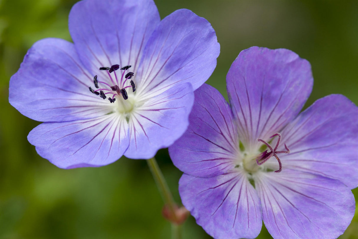 Garten-Storchschnabel; hier mit Blüte; winterhart; Einsatzmöglichkeit z.B. : Rabatten;;hier kaufen