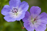 Garten-Storchschnabel; hier mit Blüte; winterhart; Einsatzmöglichkeit z.B. : Rabatten;;hier kaufen