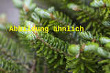 Genaues Foto für Abies koreana 'Veredelung' folgt; dieses ähnliche Bild dient der Illustration von Koreatanne 'Veredelung'