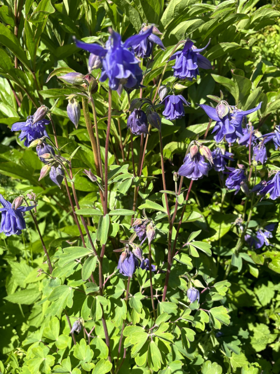 Aquilegia vulgaris (Kurzspornige Akelei)