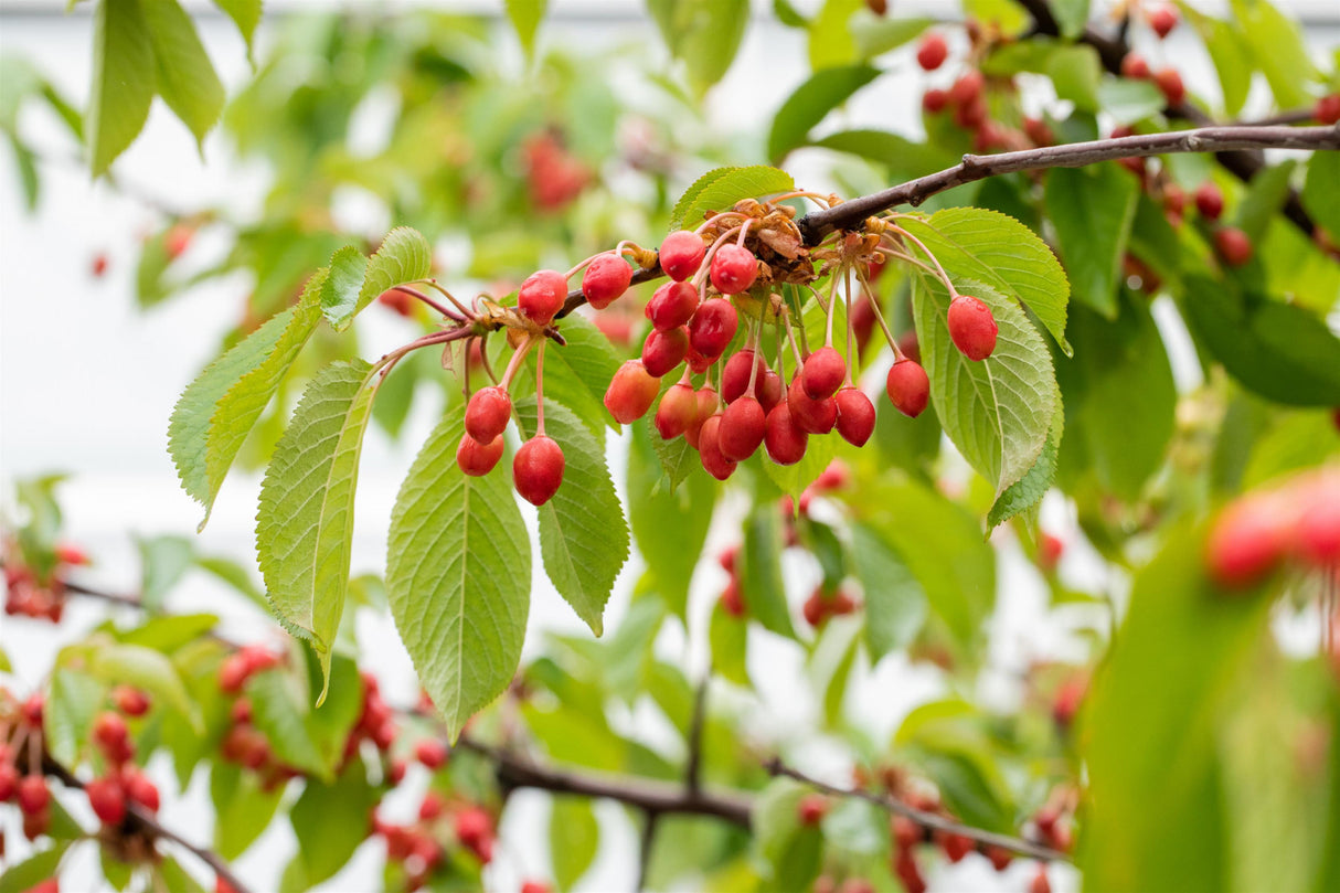 Vogel-Kirschbaum; mit Früchten/Fruchtbehang; essbare Früchte; Einsatzmöglichkeit z.B. : Zierpflanze;;mit zeitnaher Lieferung