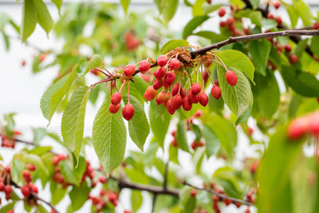 Vogel-Kirschbaum; mit Früchten/Fruchtbehang; essbare Früchte; Einsatzmöglichkeit z.B. : Zierpflanze;;mit zeitnaher Lieferung