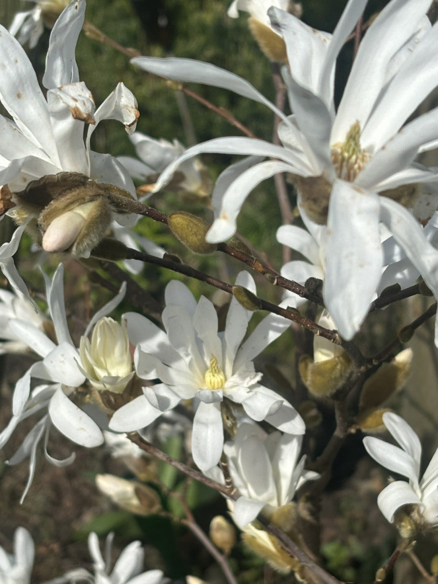 Stern-Magnolie; hier mit Blüte; duftend; Einsatzmöglichkeit z.B. : Kübelpflanze;;günstig mit Qualität