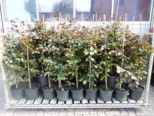 Fagus sylvatica purpurea; vorbereitet für Versand; ökologisch wertvoll; Einsatzmöglichkeit z.B. : Wildpflanze;;ab 8,55 Euro
