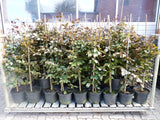 Fagus sylvatica purpurea; vorbereitet für Versand; ökologisch wertvoll; Einsatzmöglichkeit z.B. : Wildpflanze;;ab 8,55 Euro
