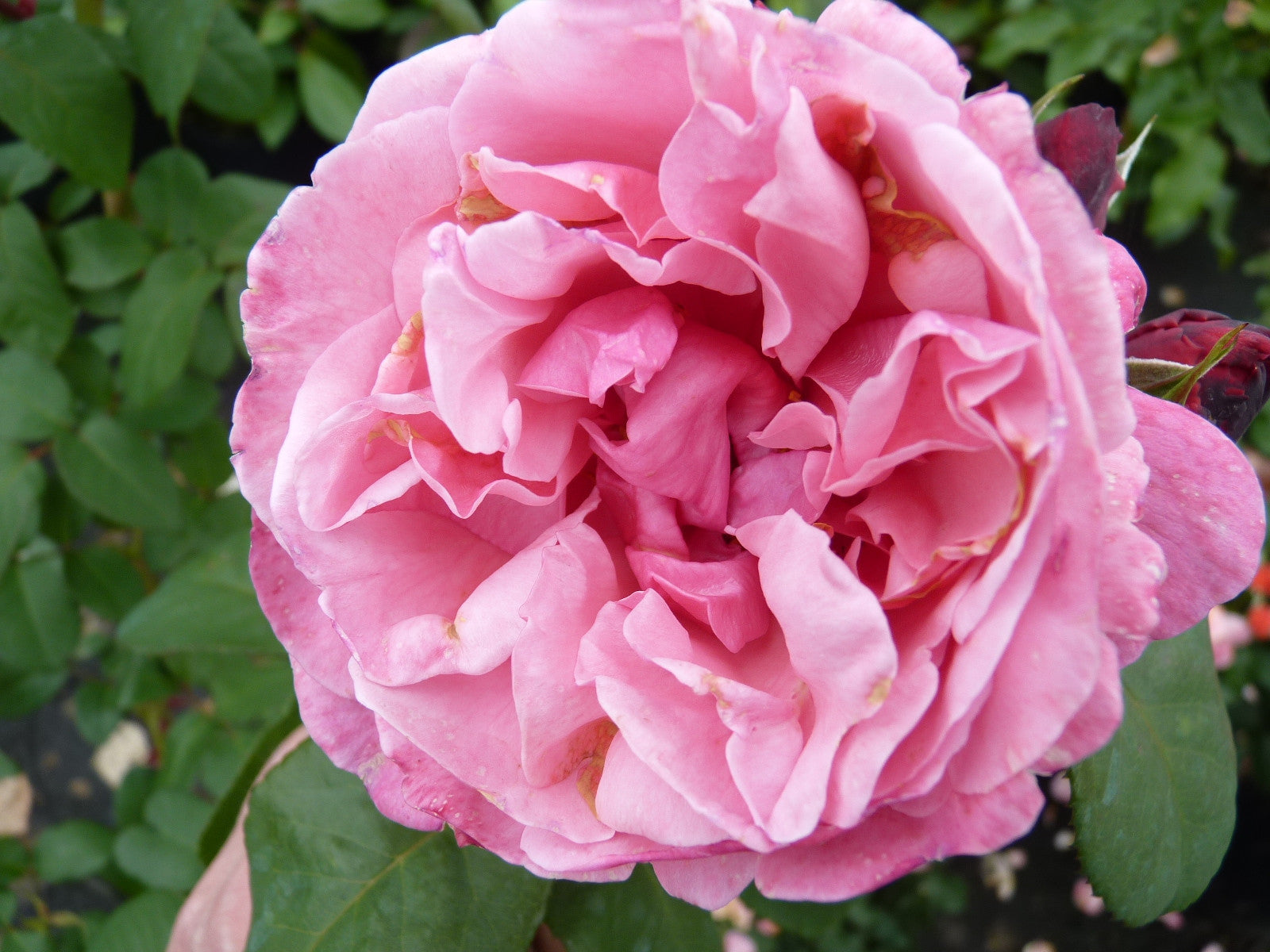 Rosa 'Elbflorenz' TH (Edelrose 'Elbflorenz' ADR-Rose)